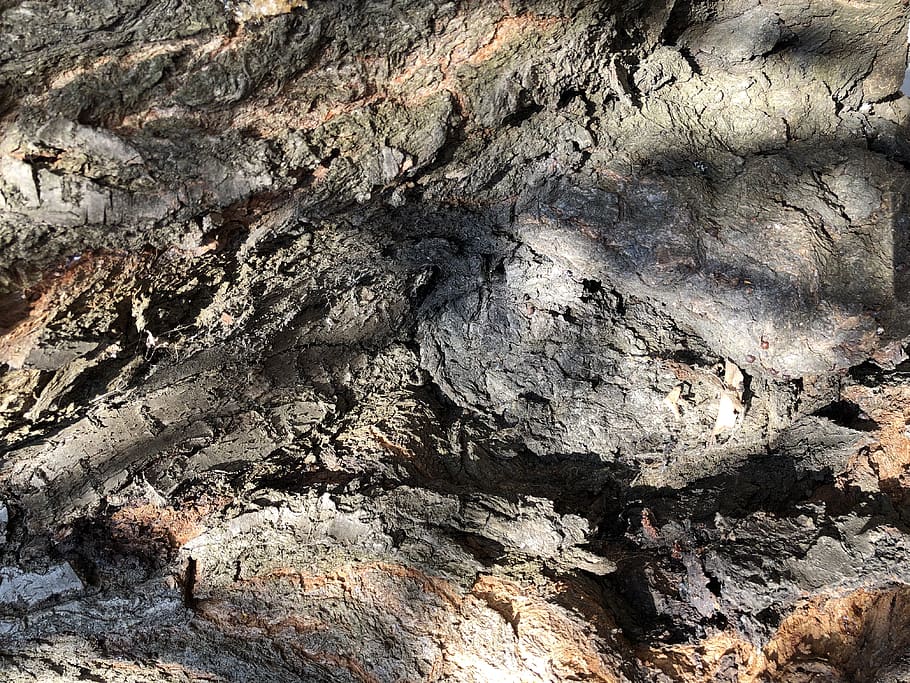tree trunk, plant, serbia, šid, surface, old, crust, shadow HD wallpaper
