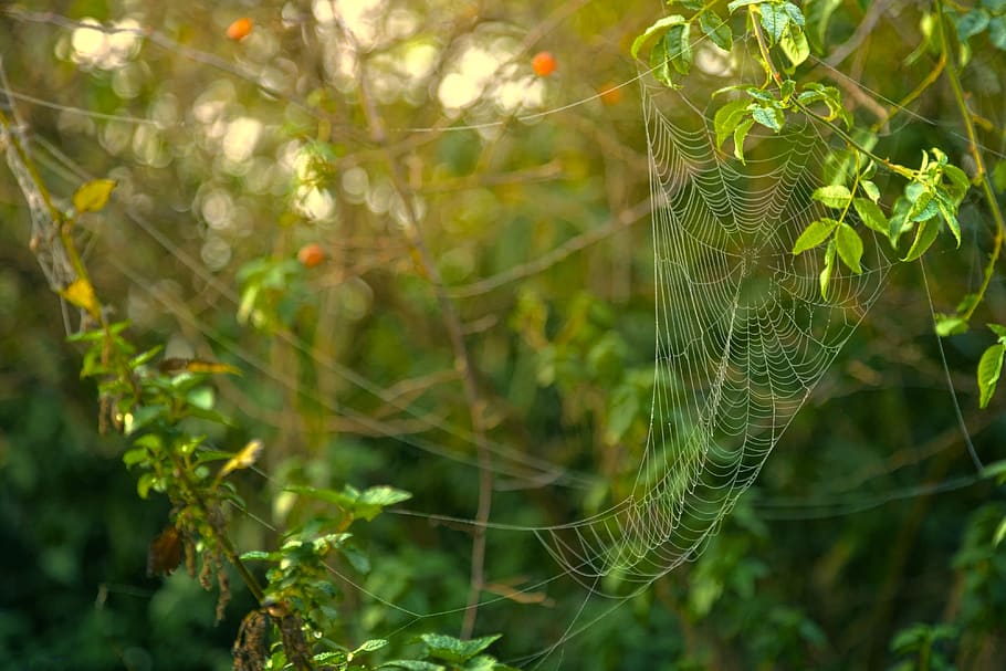 cobweb, drip, water, green, dew, nature, dewdrop, cobwebs, morgentau HD wallpaper