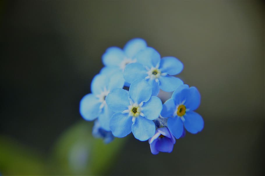 myosotis, blue, flower, spring, flowering, plant, branch, seasonal, HD wallpaper