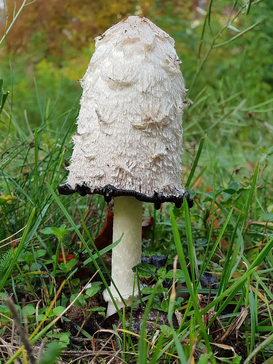 mushroom, meadow, autumn, nature, fungus, growth, vegetable HD wallpaper