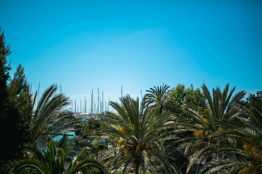 roadtrip, palma, spain, mallorca, vacation, palmtrees, boats HD wallpaper