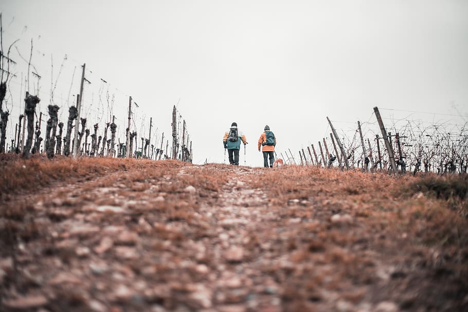 two men walking between fences, two people, nature, togetherness HD wallpaper