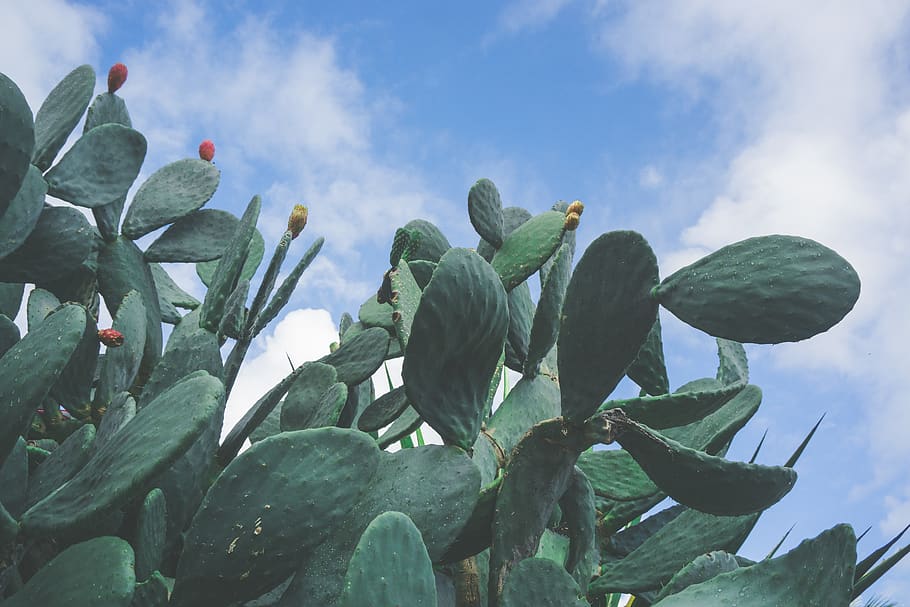cactus, plant, sky, flower, red, yellow, green, blue, clouds HD wallpaper
