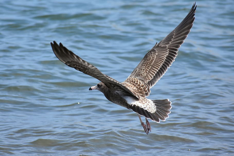 sea, nature, sky, Terrain, bird, wave, seabird, screenshot, computer, HD  Wallpaper | Rare Gallery