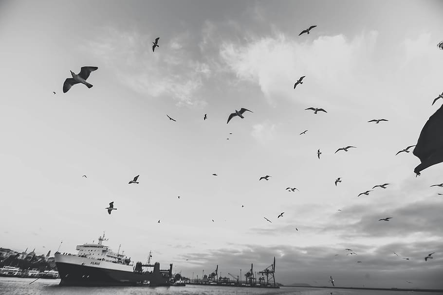 flying, animal wildlife, animals in the wild, vertebrate, animal themes HD wallpaper