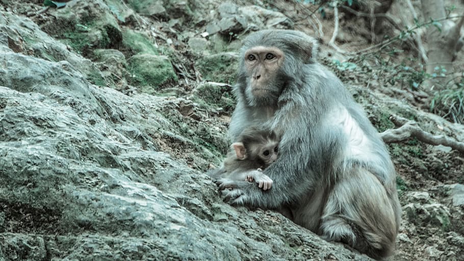 china, guiyang, qianlingshan, monkey, mother's love, animal wildlife HD wallpaper