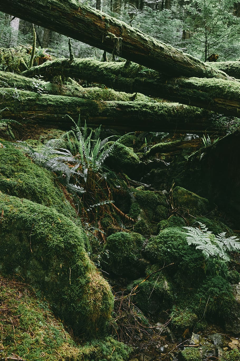 green, moss, fern, wet, moist, forest, hiking, camping, travel, HD wallpaper