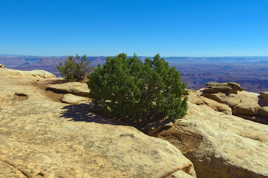 juniper on the edger, desert, rock, canyonlands, national, park HD wallpaper