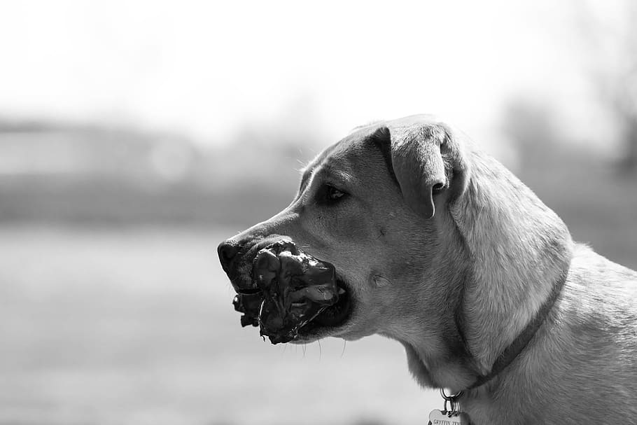 dog, bone, portrait, black and white, close up, puppy, pet HD wallpaper
