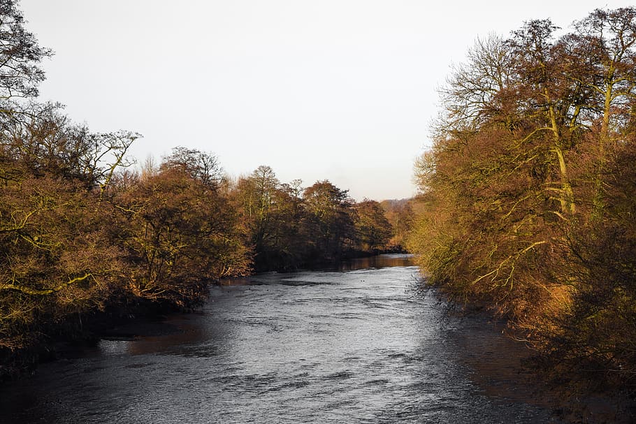 tree, plant, autumn, beauty in nature, water, sky, tranquility HD wallpaper