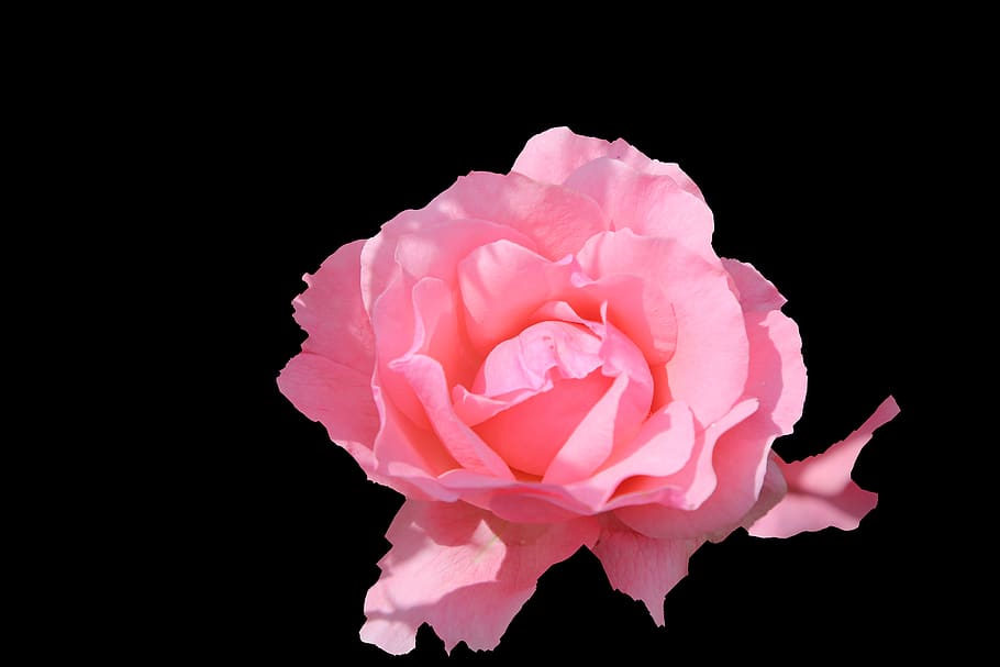 rose, pink, gulpembe, plant, nature, spring, flower, romantic HD wallpaper