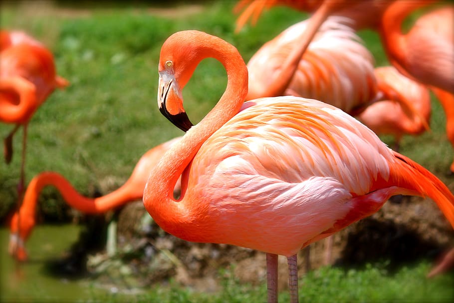 Orange Flamingo, animal, flamingos, macro, wildlife, bird, animal themes HD wallpaper