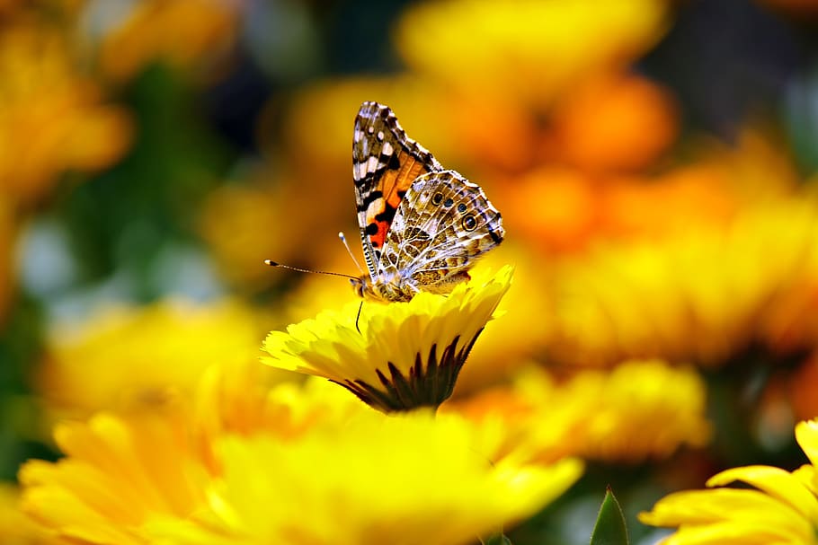 Selective Photo Butterfly on Yellow Petaled Flower during Daytime HD wallpaper