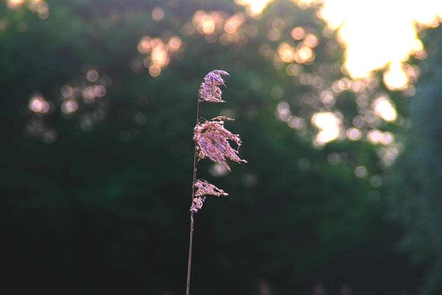 nature, lake, forest, sunset, sunrise, woods, plant, focus on foreground HD wallpaper