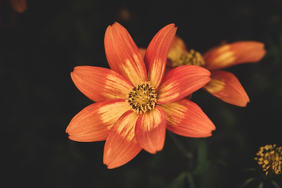 flowers, orange, spring flowers, petals, garden, in the garden HD wallpaper