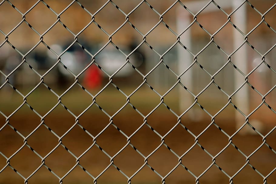 gray cyclone fence, animal, bird, finch, cardinal, robin, beak HD wallpaper