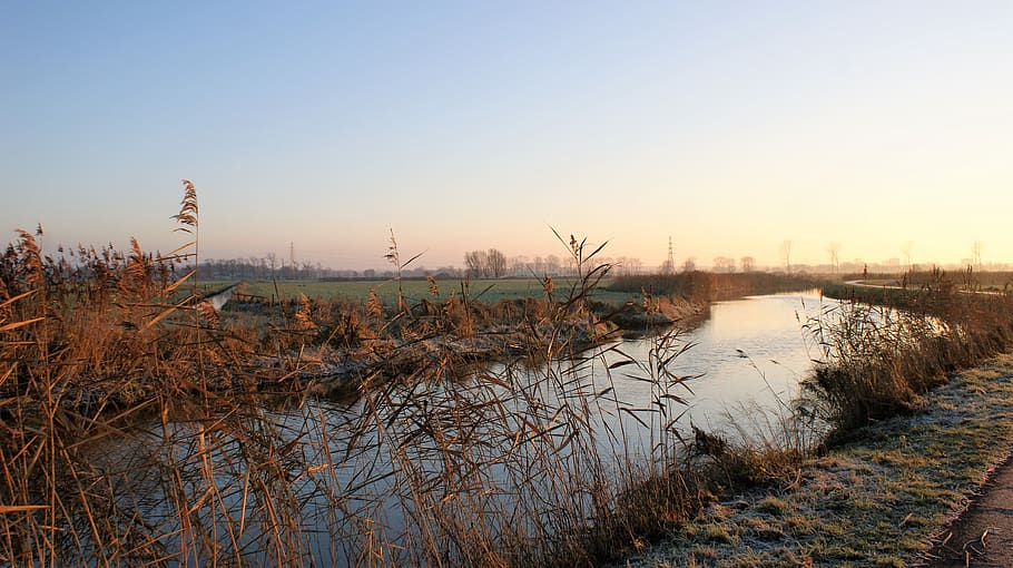 cold, water, reed, nature, landscape, winter, season, outdoor HD wallpaper