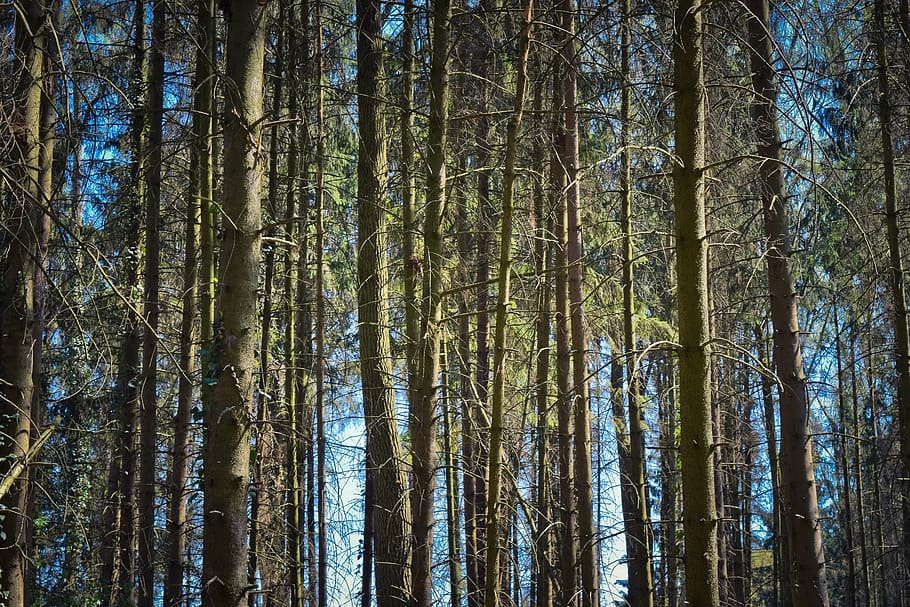 forest, trees, nature, landscape, secret, mystical, mood, spruce HD wallpaper