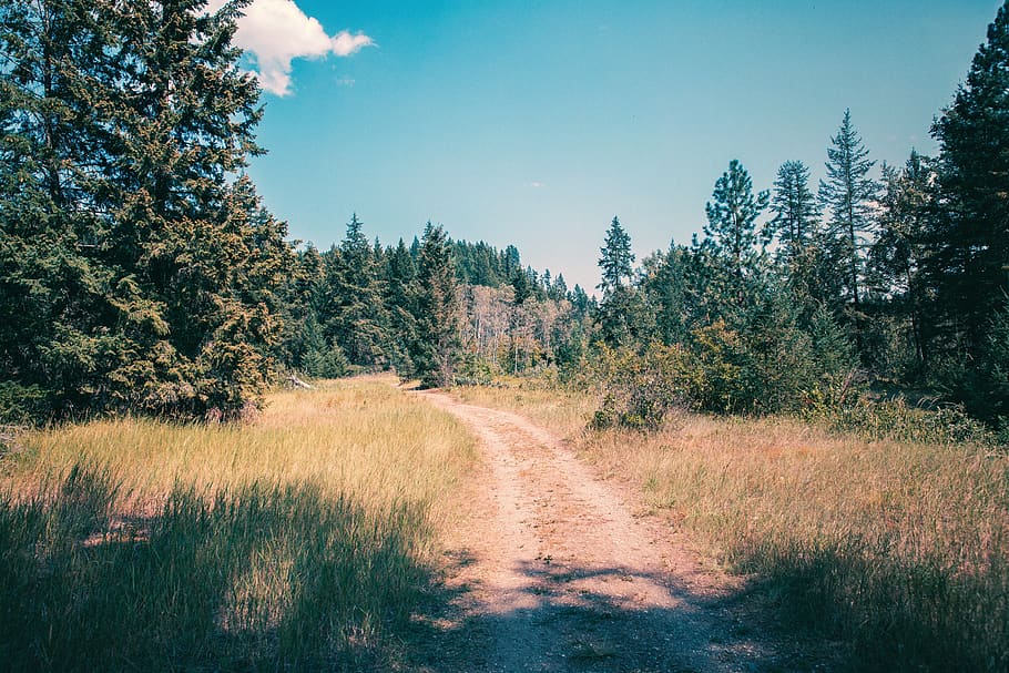 wallpaper, hd, nature, forest, tranquil, trees, road, vacation, HD wallpaper