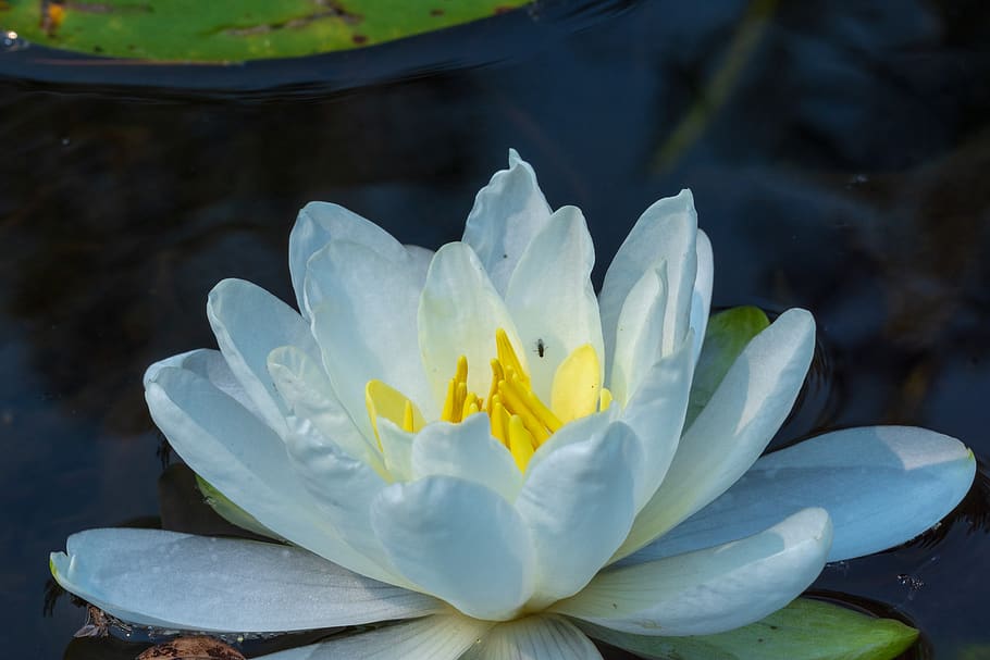 outdoor, nature, lake, water, flower, flowering plant, beauty in nature HD wallpaper