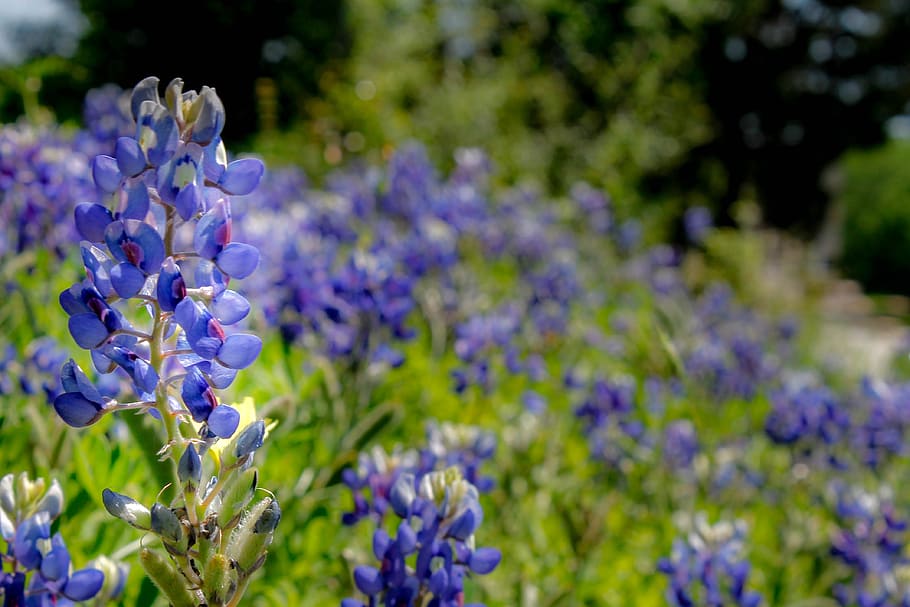 bluebonnet, wildflower, texas, spring, floral, landscape, shallow HD wallpaper