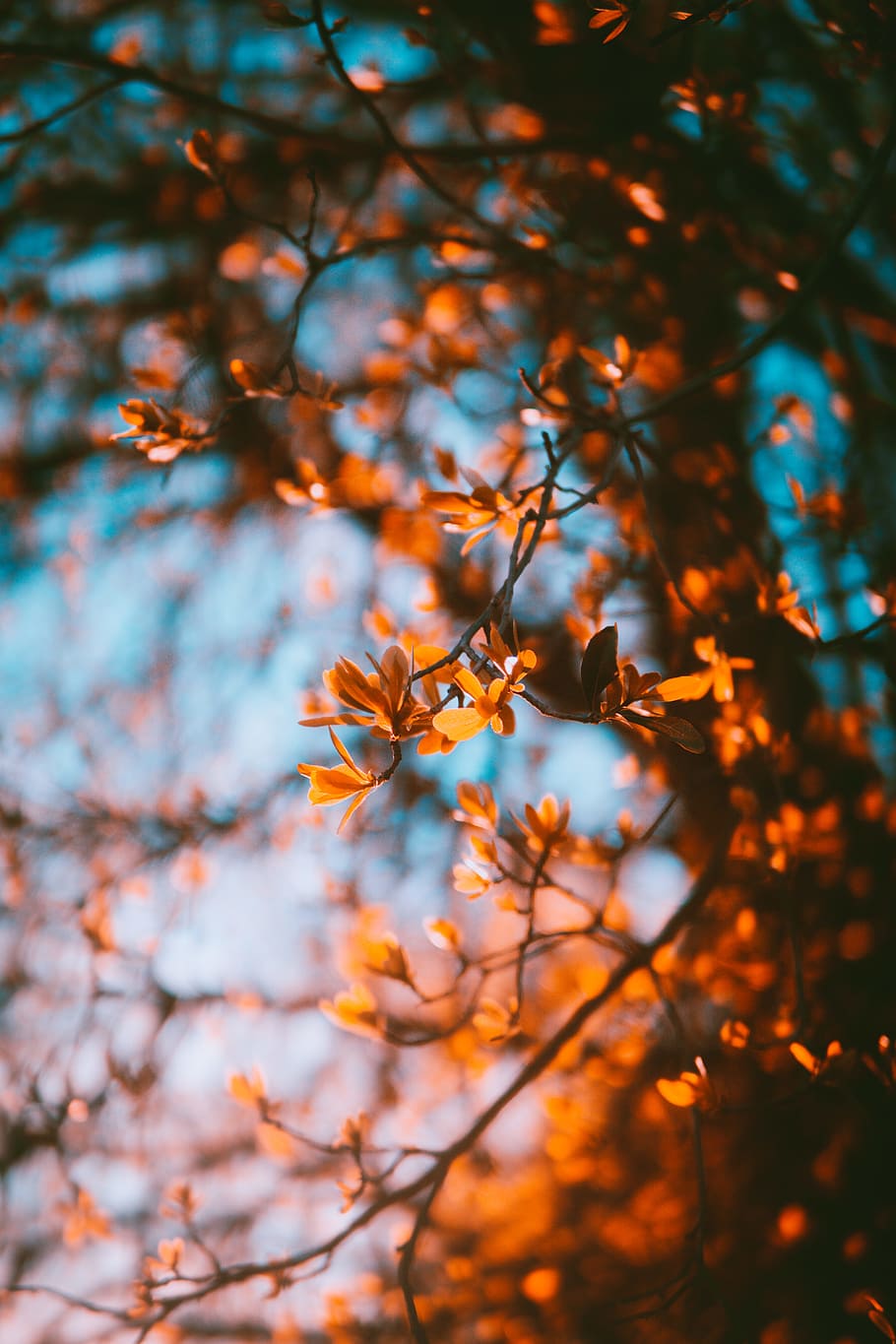 brown leaves, bokeh, leafe, spring, fall, vibrant, branch, sunset HD wallpaper