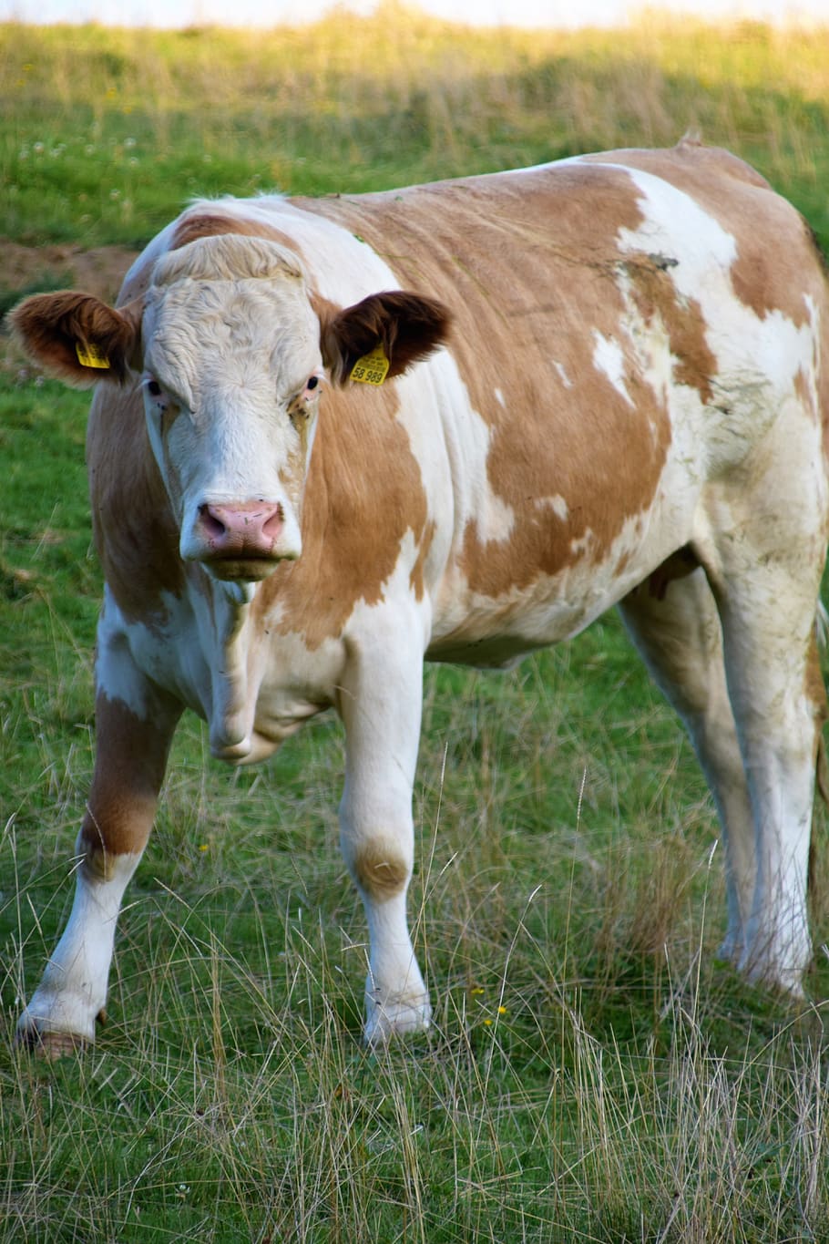 germany, rimsting, grazzing, animal, cow, face, farm, grass HD wallpaper