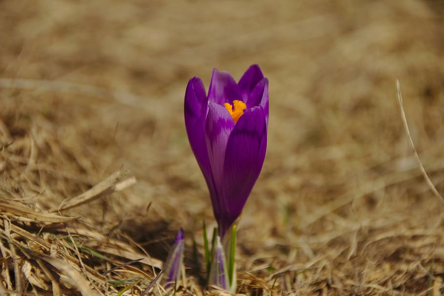 flower, mov, field, spring, nature, nice, petals, brandusa HD wallpaper