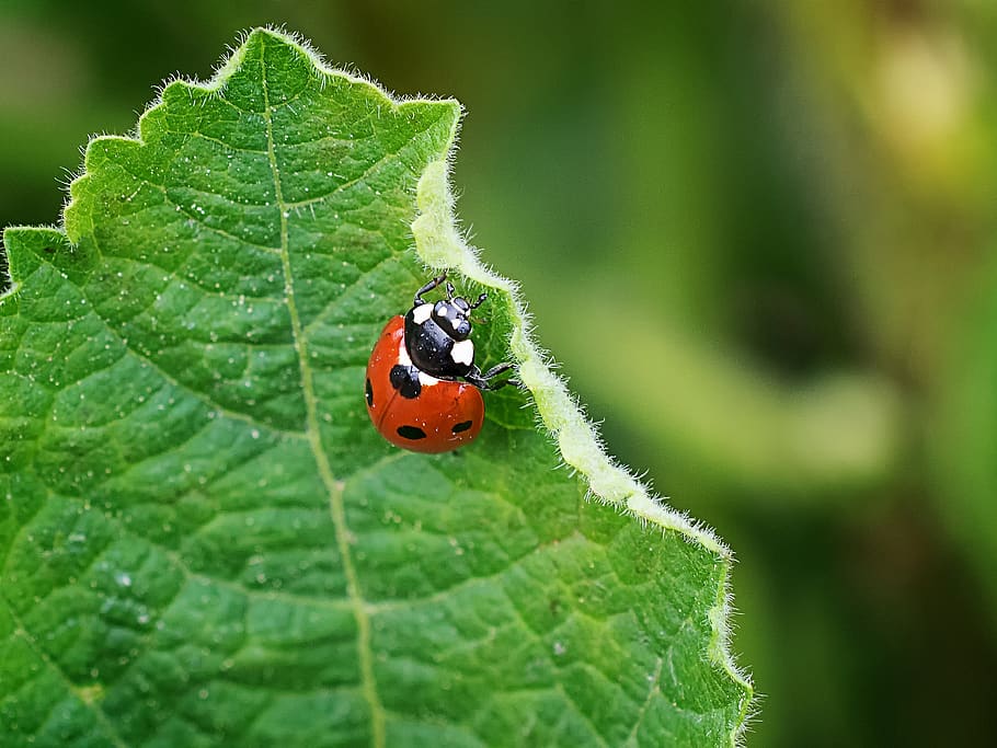 ladybug, nature, leaf, plant, insect, macro, close up, garden HD wallpaper