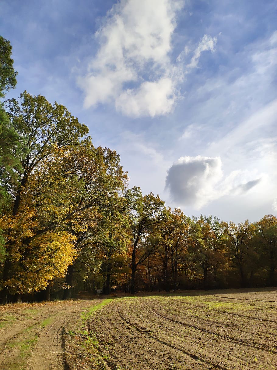 field, sky, spacer, landscape, clouds, plowed, tree, plant HD wallpaper