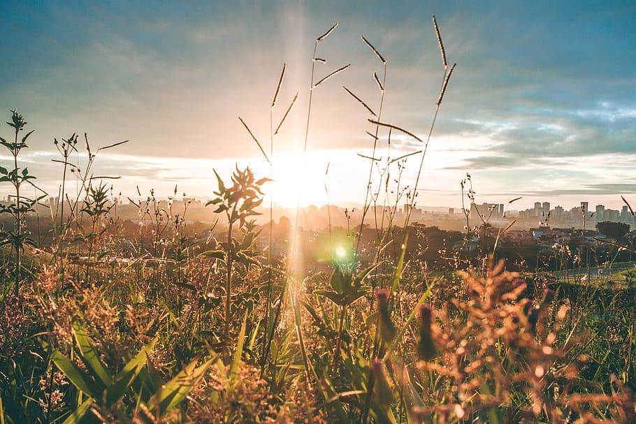 Golden Hour Photography of Grass Field, cloudy sky, environment HD wallpaper