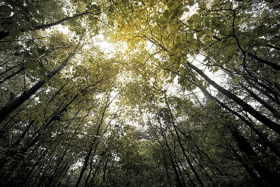 green leafed trees, vegetation, plant, forest, land, woodland HD wallpaper