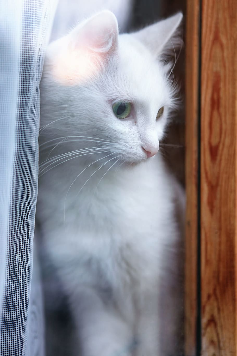 cat, window, kitten, animal, white, curious, fur, feline, portrait HD wallpaper
