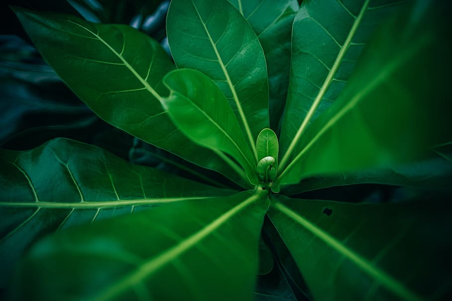 backdrop, background, beautiful, botanical, bud, close-up, dark HD wallpaper