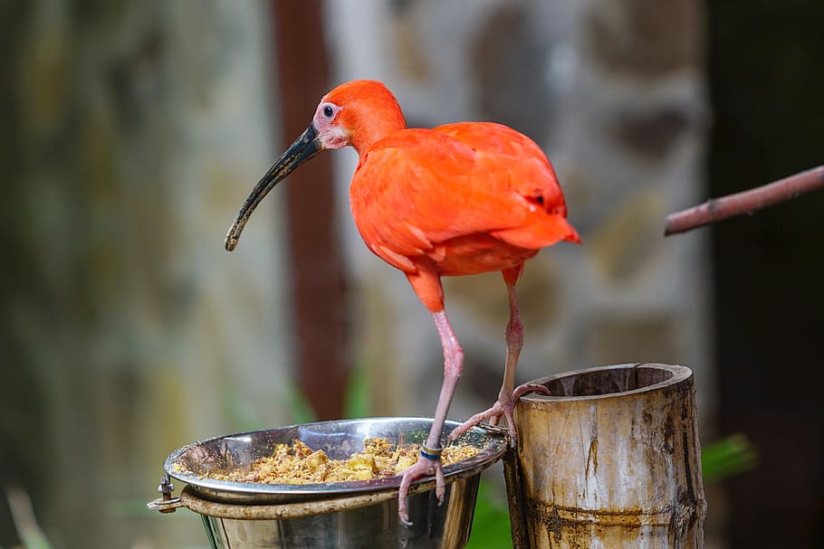 zoo, bird, red, colorful, wildlife, animal themes, focus on foreground HD wallpaper