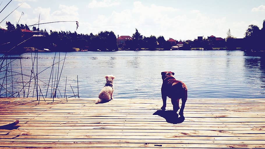argentina, rincón de milberg, dock, bay, lake, bulldog, bichonfrise HD wallpaper