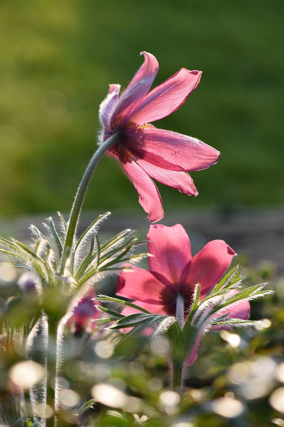 flower, blossom, bloom, red, pasque flower, kitchen clamps HD wallpaper