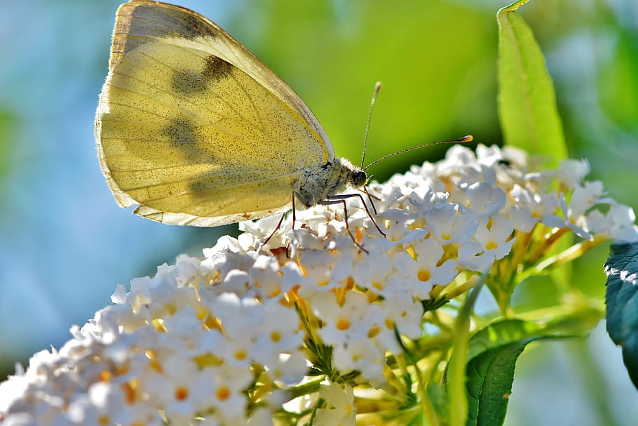 white ling, butterfly, insect, flight insect, butterflies, wing HD wallpaper