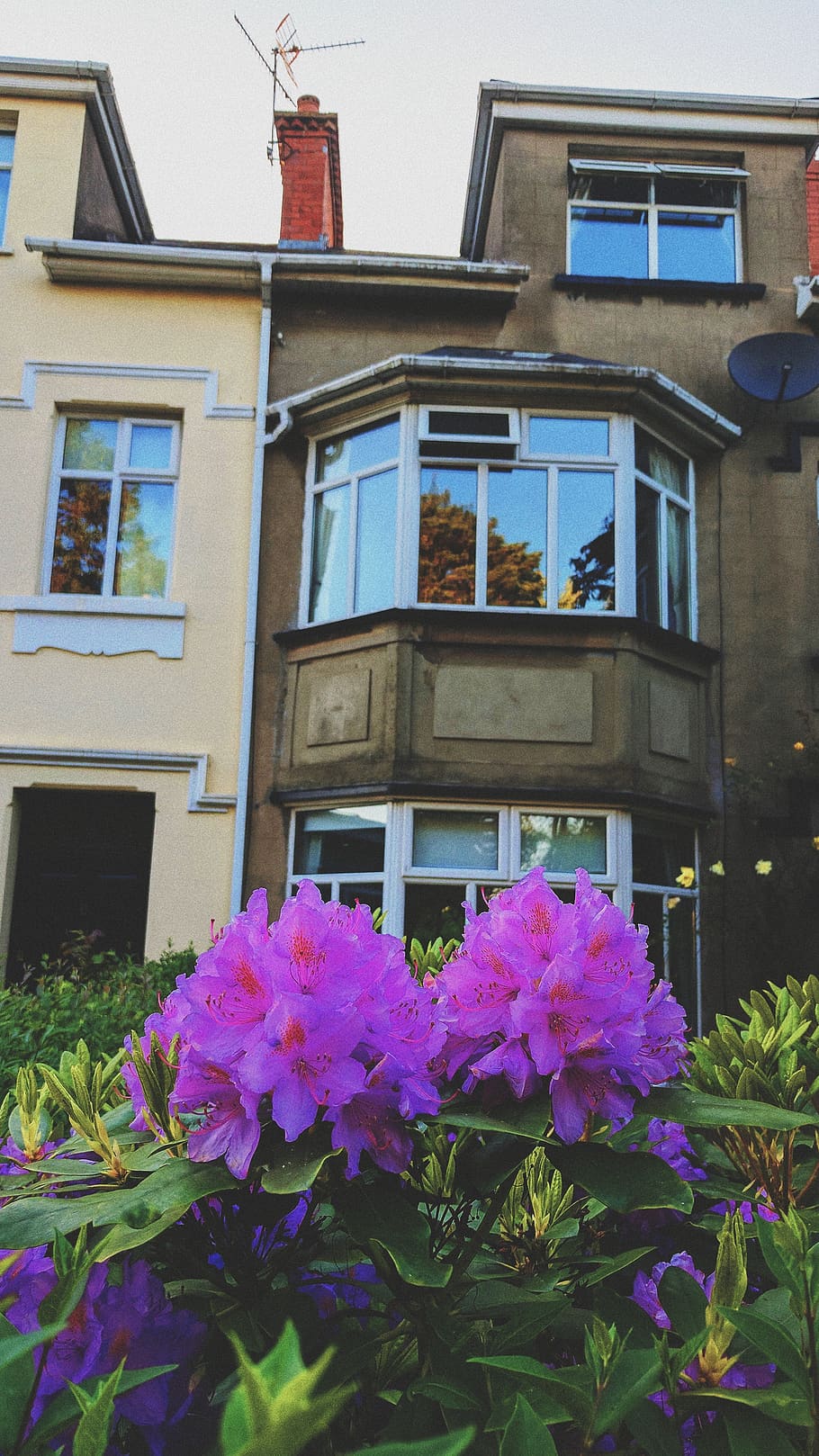 built structure, architecture, building exterior, window, flower HD wallpaper