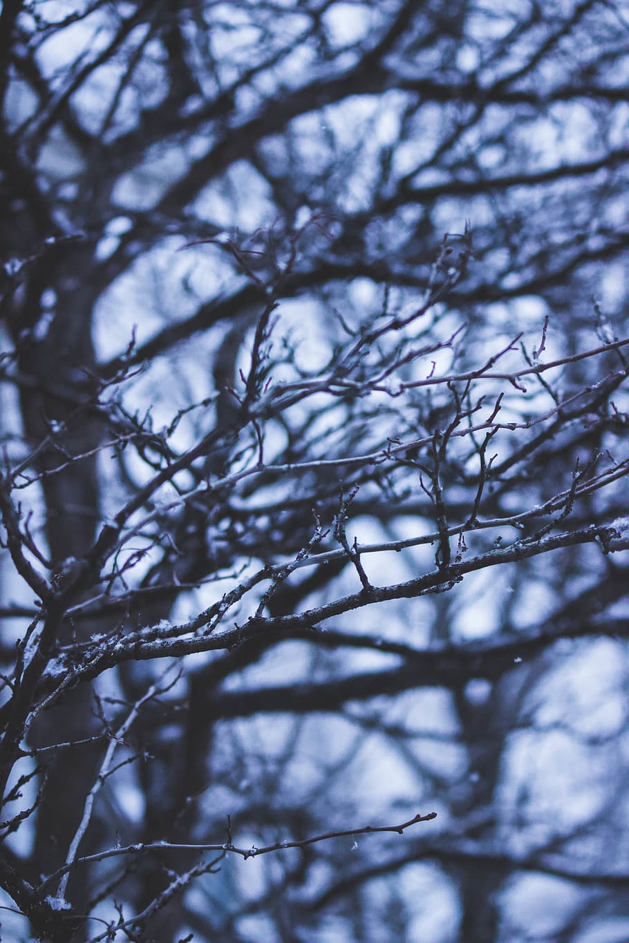 selective focus photography of bare tree branches during daytime HD wallpaper