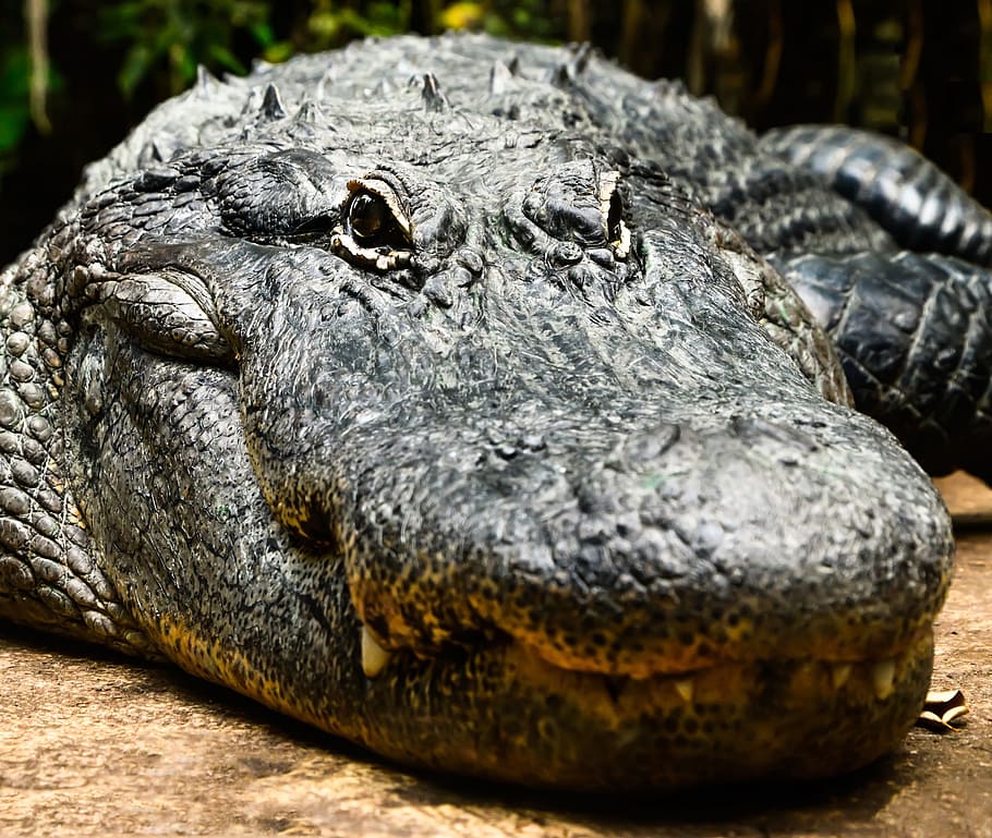 croc, crocodile, saltwater, nature, animal, wild, reptile, lizard HD wallpaper
