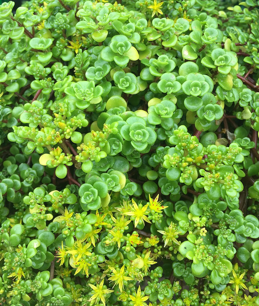 green, plants, flowers, nature, leaves, garden, pattern, texture HD wallpaper