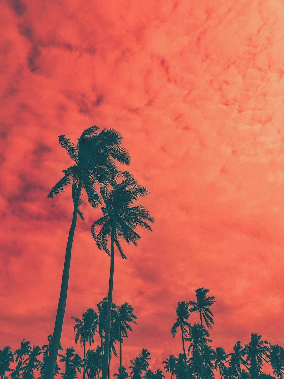 Coconut Palm Trees, art, backlit, beautiful, clouds, coconut trees HD wallpaper