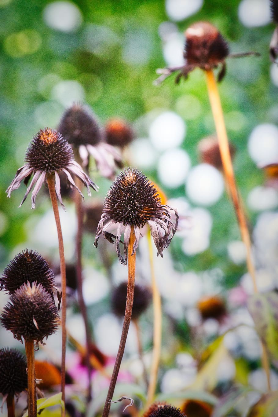coneflower, withered, garden, nature, close up, autumn, flower garden HD wallpaper