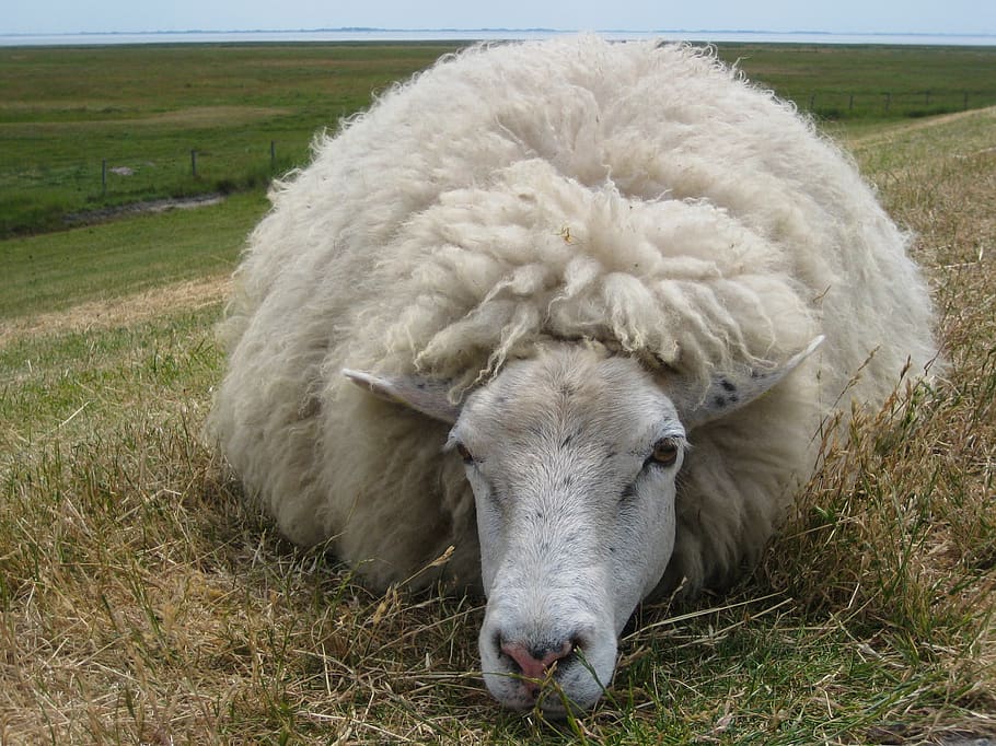 sheep, wool, dike, meadow, livestock, agriculture, animal, animal themes HD wallpaper