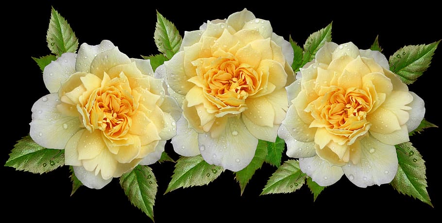 roses, yellow, arrangement, romantic, nature, flower, flowering plant HD wallpaper