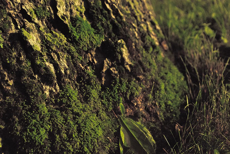canada, wolfe island, earth, macro, grass, moss, plant, growth HD wallpaper