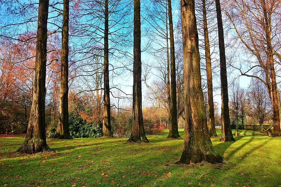 tree, pine tree, trunk, slender, park, grove, grass, sunshine HD wallpaper