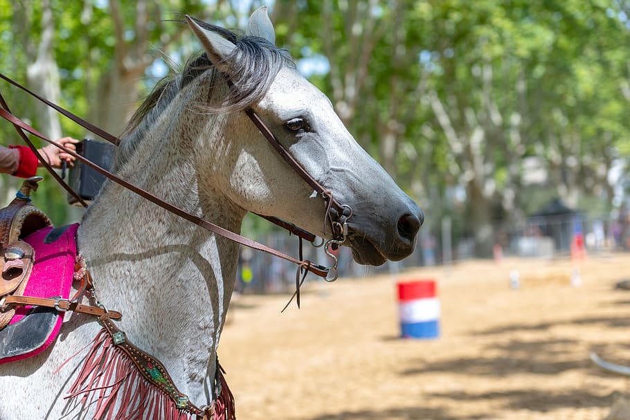 horse, head, mane, animals, animal themes, domestic animals HD wallpaper