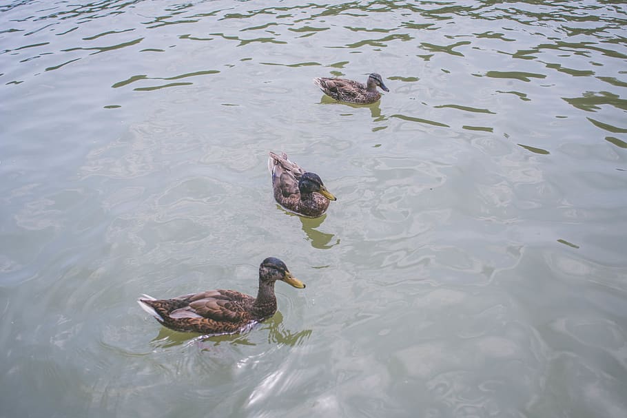 france, versailles, group of animals, animal wildlife, animals in the wild HD wallpaper